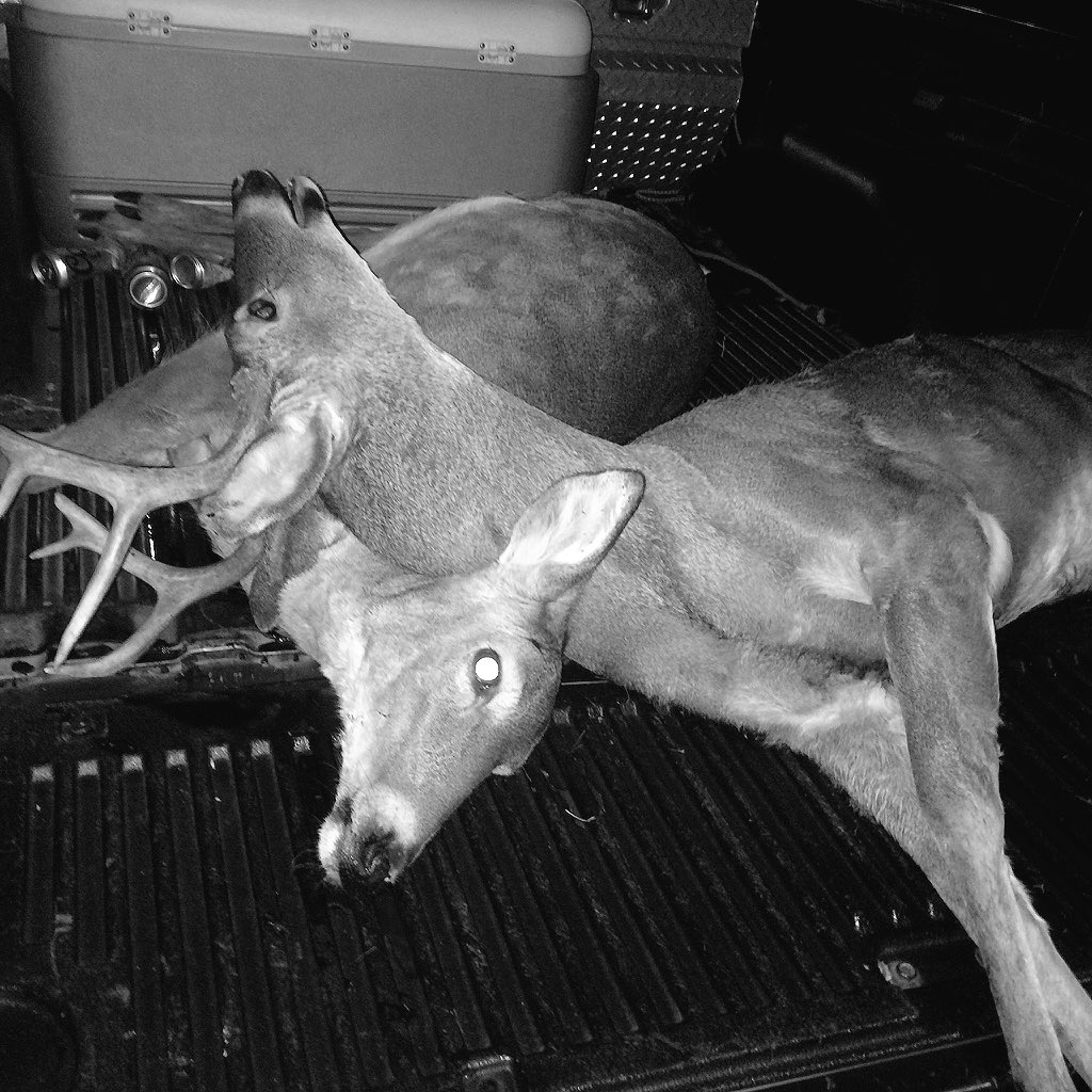 BigBucksWalking's tweet photo. Romeo and Juliet laid to rest in MO #BigBucksWalking #HuntTheMO #MeatEaters #StackingEmUp https://t.co/MVMR8534Ho