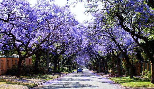 _Paisajes_'s tweet photo. Pretoria es conocida popularmente en África como ''La ciudad Jacaranda'' https://t.co/baYYfYx8se