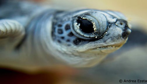 OurOcean's tweet image. Happy #TurtleTuesday!