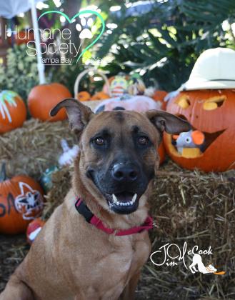 RuffLoveShop's tweet photo. Looking for a new family member? Meet Suzie, a cute 5 yo mix. She's @HumaneTampaBay https://t.co/sgQr7VNYjK #Adopt https://t.co/kbiGFDqBAH