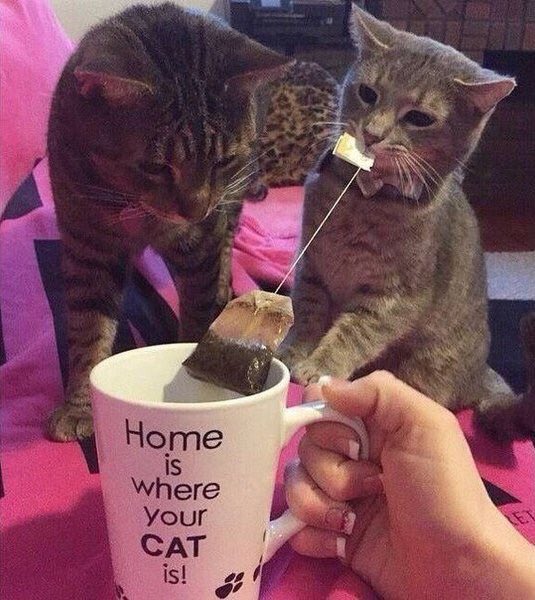 HBudapets's tweet photo. Gatos que cuiden de mi <3 https://t.co/4MqQmrjgXY