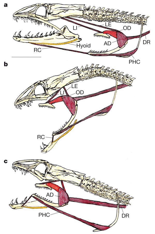 Gems of #Evolution: nature invented the #Alien jaw! bit.ly/1H7e2sH <a href="/SHOALgroup/">Andrew King</a> <a href="/hannahw05/">🤍.</a> <a href="/nature/">nature</a>