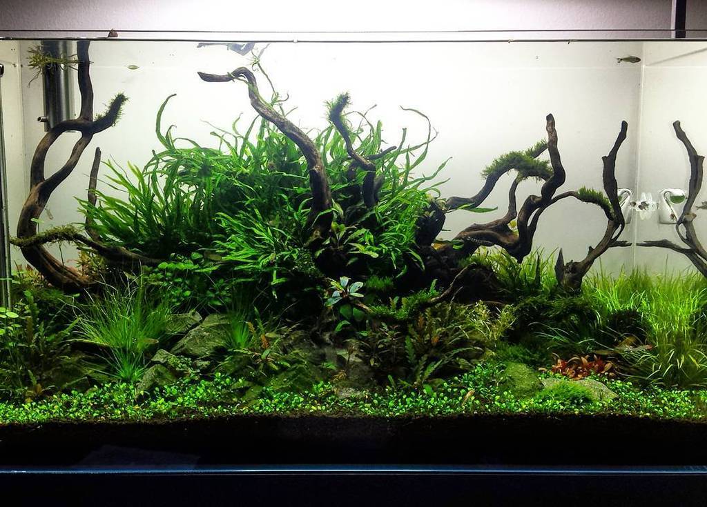 Akvaristan's tweet photo. #akvaristan #aquarium #akvaryum #aquarien After just 30 days this tank has evolved and grew so nicely! The #marsile… https://t.co/jgQK70VgiT