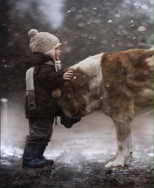 dogcelebration's tweet image. The bond between a dog &amp;amp; it's human is a beautiful thing! #DogCelebration 🐾🐾🐾🐶