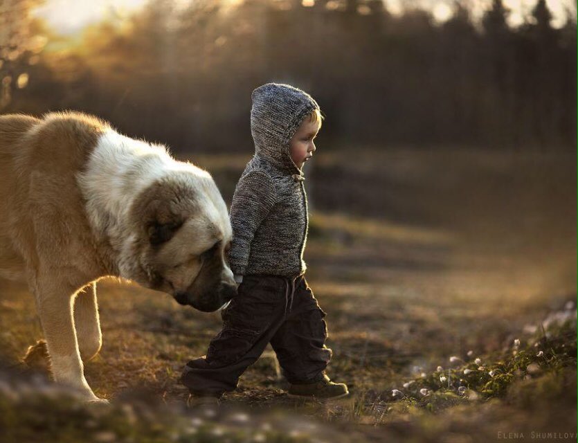 dogcelebration's tweet image. The bond between a dog &amp;amp; it's human is a beautiful thing! #DogCelebration 🐾🐾🐾🐶