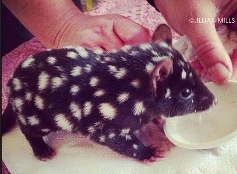 nature_org's tweet photo. Let's just cut to the chase here: This is a baby quoll. via @dodo https://t.co/rq49I97bug