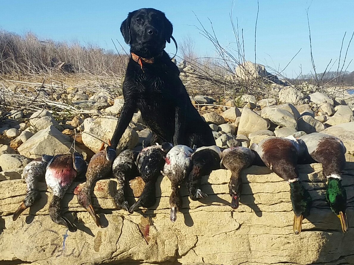 bofoutdoors's tweet photo. #takeemtuesday At only 11 months old Presley has proved she has what it takes! #averysportingdog https://t.co/tsseFNlezZ