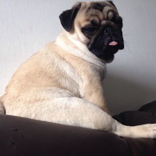 Joy_PhotoCam's tweet photo. #pug #puglife #puglove #pugstagram #instadog #instapet #pugs #instasono #instapug https://t.co/i250qGIb3k https://t.co/Pqy4BaGgCx