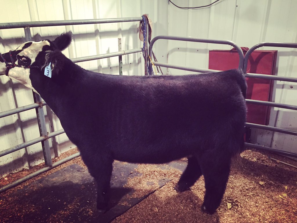bushmancattle's tweet photo. Another one ready! Monopoly x Sunseeker heifer. #jackpot #lessthenaweek #rmjss https://t.co/V1EYoqgcqt