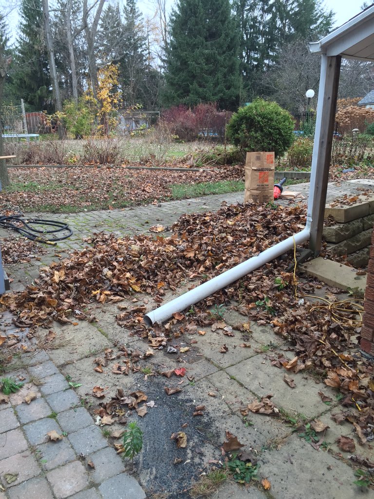 CClearIntention's tweet image. Now that's a lot of leaves ! #fall #yard #KingCity