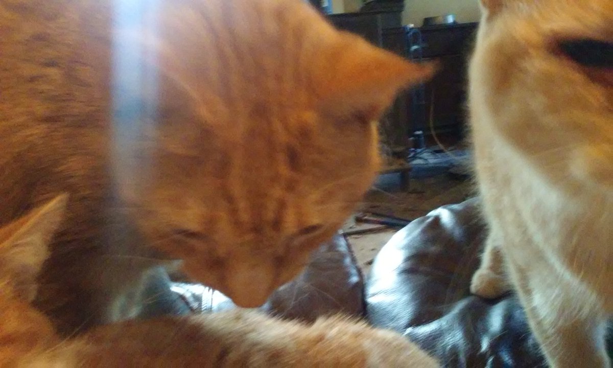 kittykatnatatat's tweet photo. The other day in cat heaven. There was also one at my feet. #thatmakesfour #catsforeva https://t.co/mCryBvLqTP