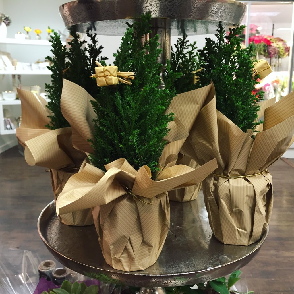 prettythingsvan's tweet photo. New in-store: mini trees. 🌲 #prettythingsvan #tree #minitree #giftideas #holiday #vancouver https://t.co/WZn0V9r3cE