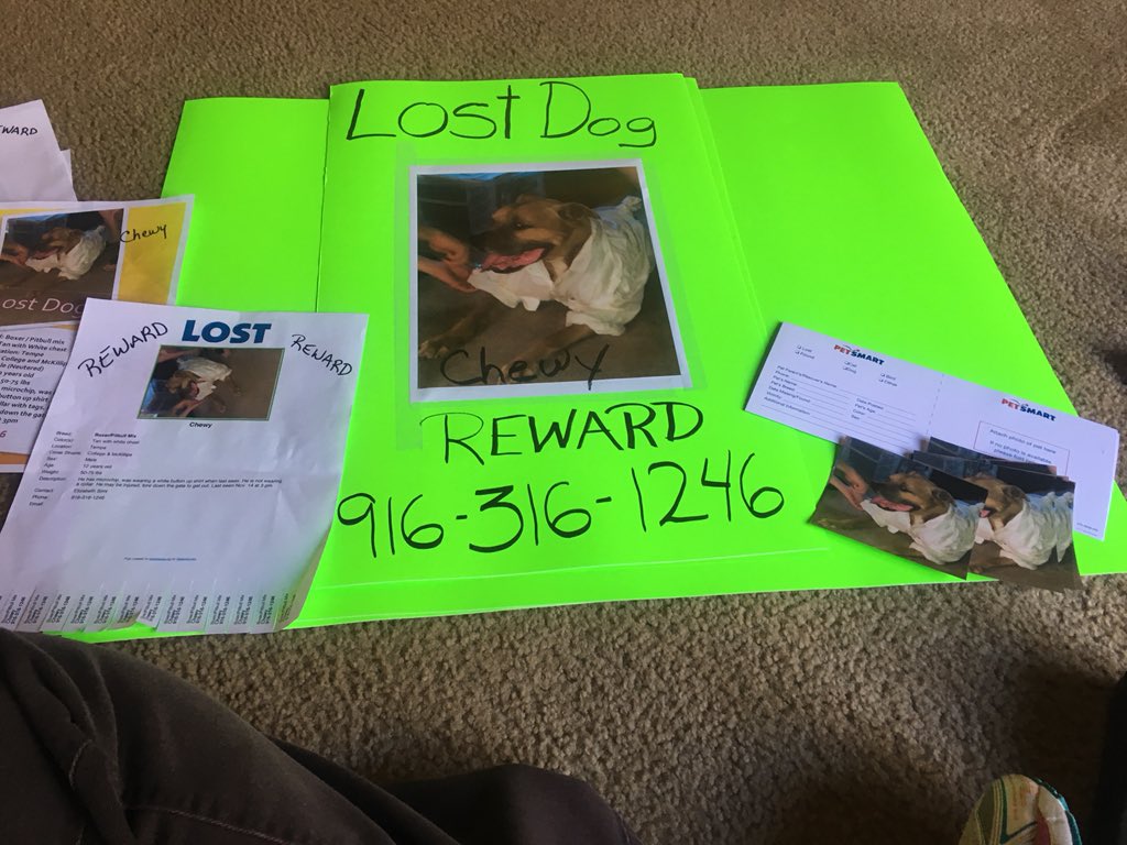 sunshineinjar's tweet photo. We are still looking for Chewy! #lostdog #tempe #pitbull #boxer please #help return him home https://t.co/ekC66B577o