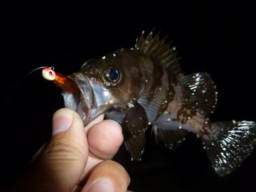 無料が一番 釣りエサを買わないでエサ釣りする方法 節約