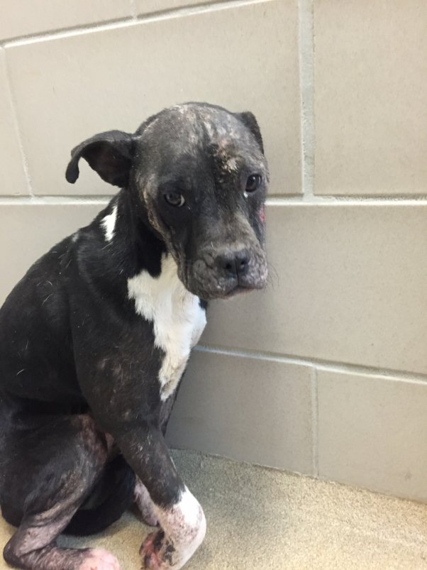 peta's tweet photo. Dogs are not trash. PETA offering $5,000 reward for info on who threw away this dog, Desiree https://t.co/ahnrKyL2dQ https://t.co/HtAzmeji4A