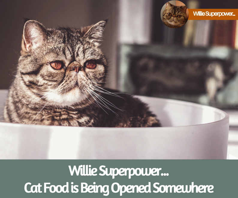 MagicWillie's tweet photo. Cat Food is being opened somewhere in my zip code #CatsOfTwitter #catsofinstagram #cats https://t.co/DQ0QMVOipk