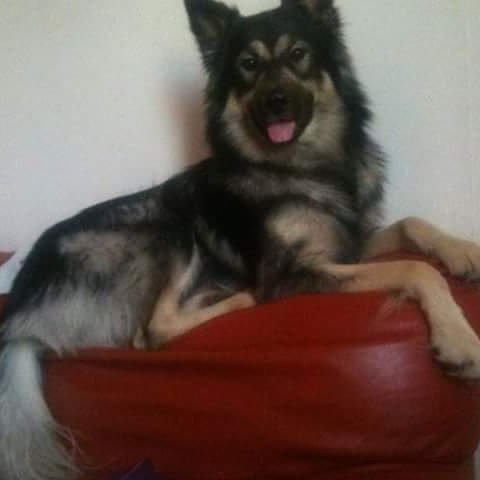 dogmateuk tweet picture
