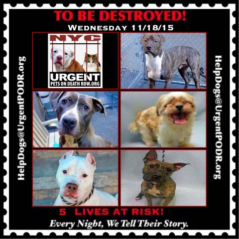 MeowMiya88's tweet image. "@UrgentPart2: TO BE DESTROYED 11/18/15 nycdogs.urgentpodr.org/to-be-destroye… https://t.co/Wn0m5ZdWED" #NYC #dogsofjoy