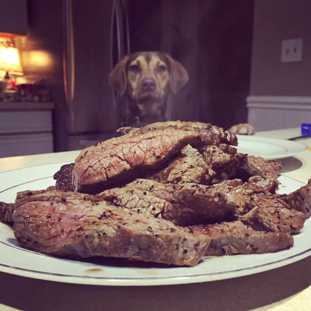 Thedrummerbeej's tweet photo. #steakinvaders #steak #puppy https://t.co/gA5H5HH58c