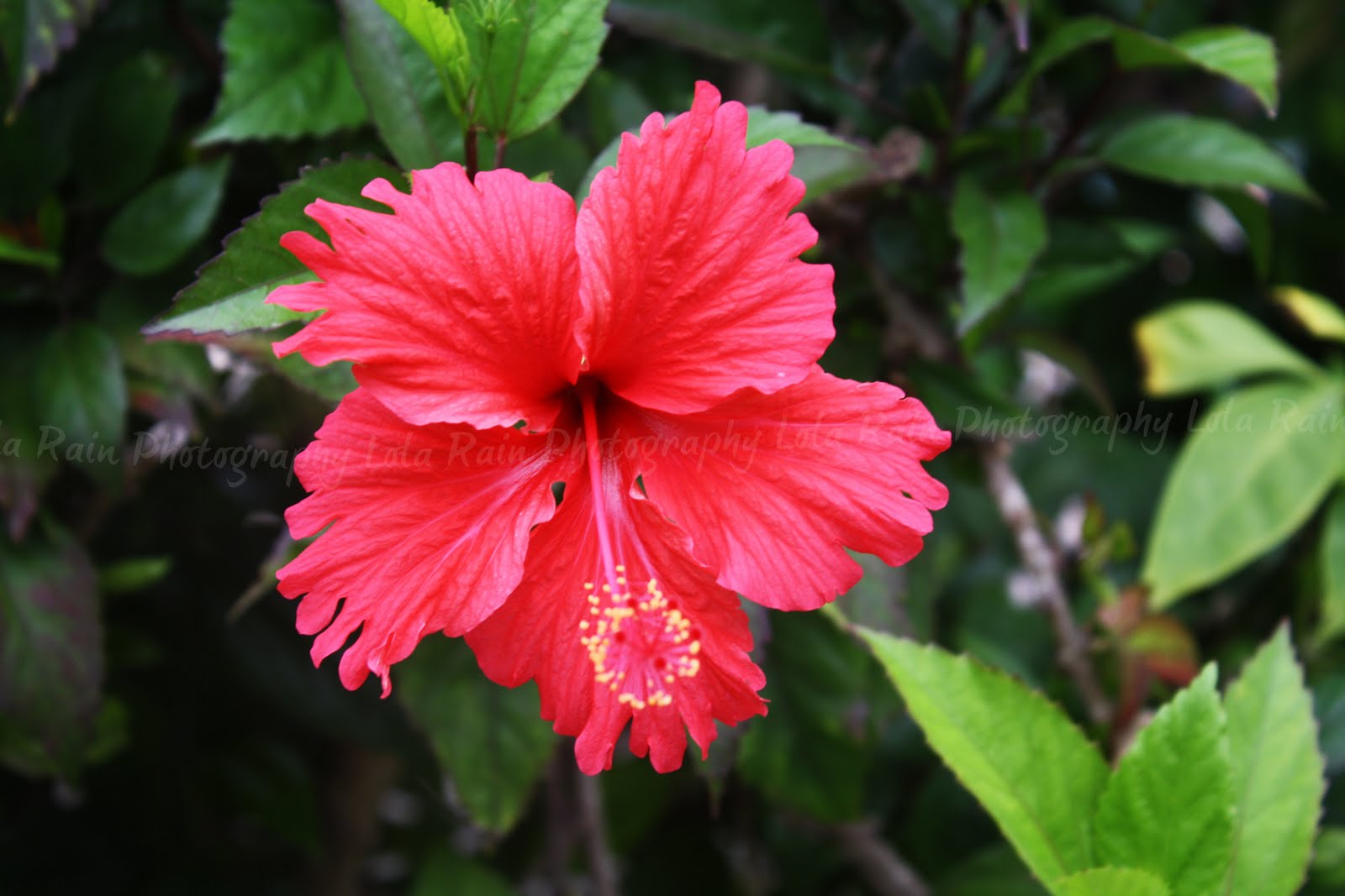 Pretty Flowers on X: "Hawaiian Tropical Flowers Names  https://t.co/GLQ2Vvm2Sq" / X