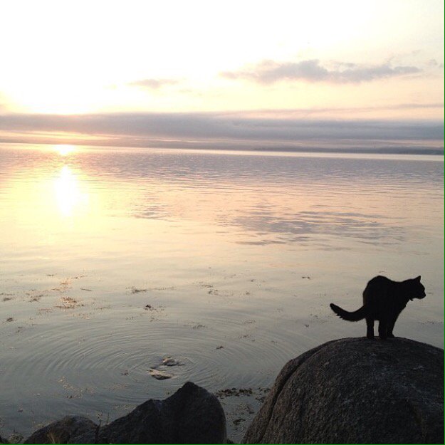 rebbaxter's tweet image. #blackcatday RIP Cleo