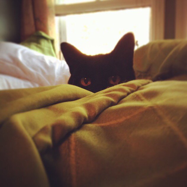 rebbaxter's tweet image. #blackcatday RIP Cleo