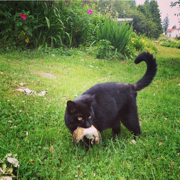 rebbaxter's tweet image. #blackcatday RIP Cleo