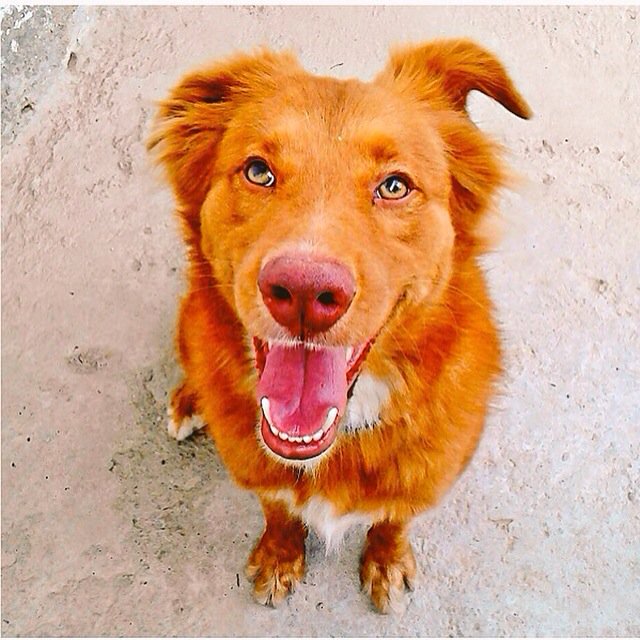 gacusb's tweet photo. El hermoso #CarameloUSB busca su familia ideal! Está en #Adopción, tiene 3 años y es mediano🐶 #Caracas 04241955052 https://t.co/eWpPuZIejq