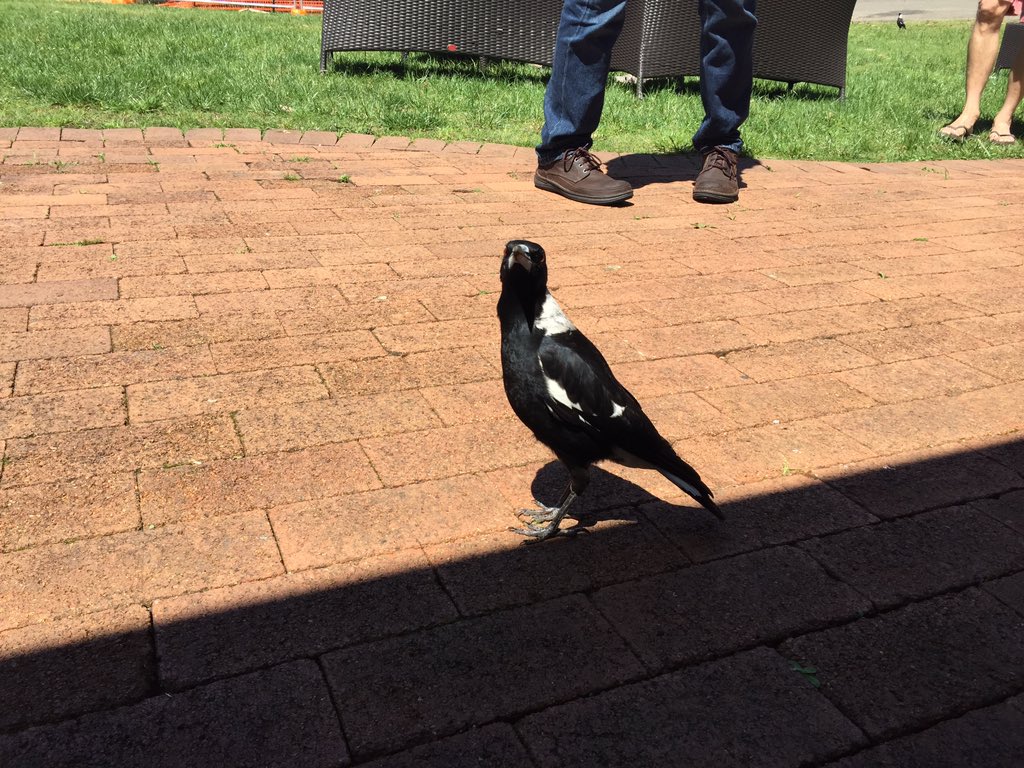 AstroKatie's tweet photo. An unregistered participant has decided to join us at the #CAR2015 @caastro_arc meeting. #babymagpie #notlethalyet https://t.co/AtzC8cyKjH