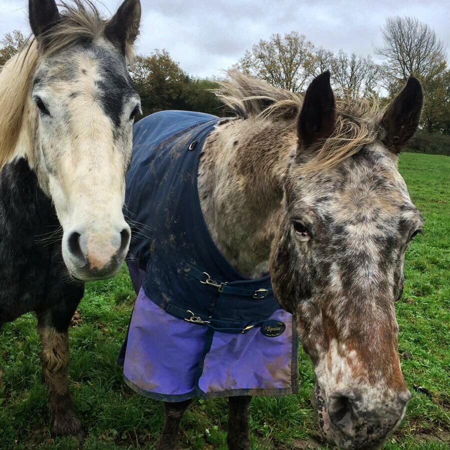 ahhrtrust's tweet photo. Lovely 'brothers' Max and Ringo #rescue #charity #HorseHour #equestrian #equestrianhour #sanctuary #horse #peace https://t.co/y4QwSPyUfC