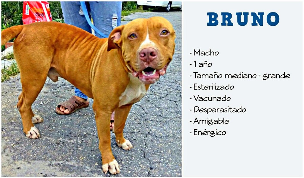 gacusb's tweet photo. #BrunoUSB está en #Adopción!! Verdad que es bello? Muy amoroso! Qué esperas para ADOPTARLO? #Caracas 04241955052 ❤️🐶 https://t.co/aYkLJ5RHJI