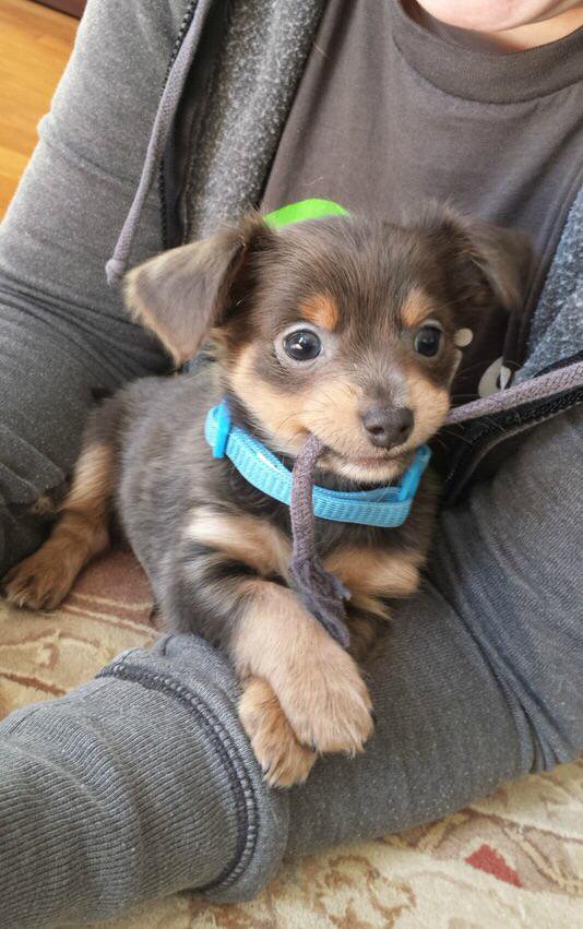 Animales Monos tweet media