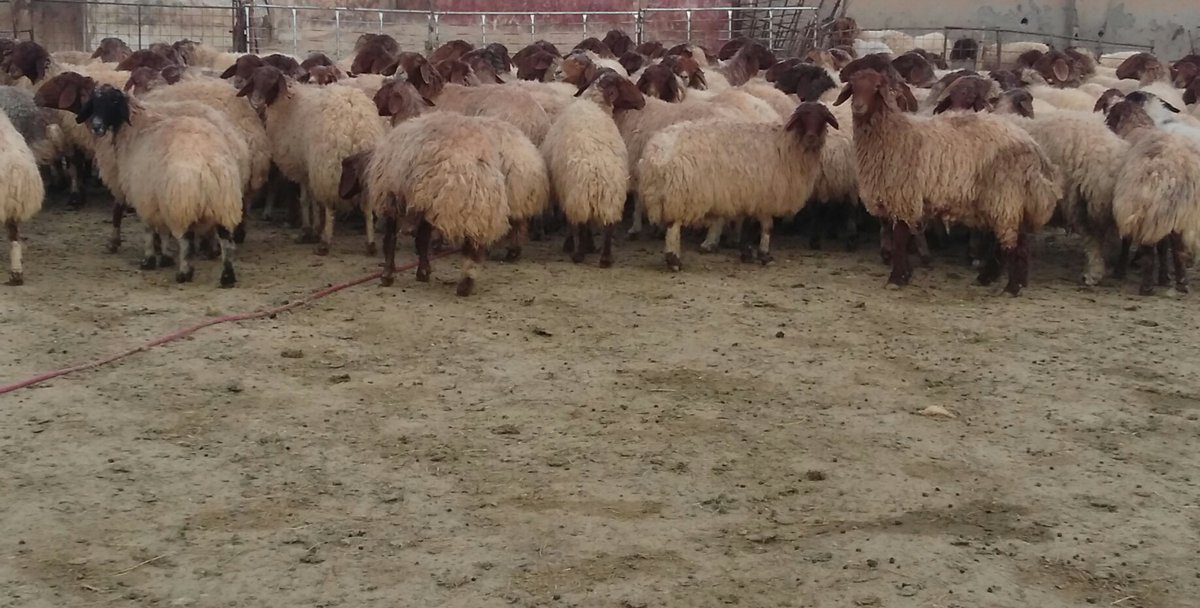 لبيع غنم نعيم دفيع العدد 100 رأس السوم 1200 الموقع حفرالباطن الاستفسار /0559732653