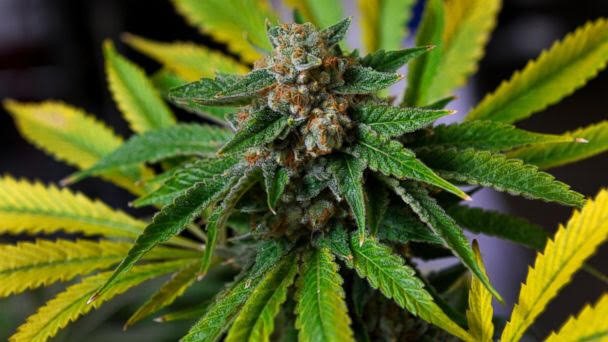 FreeWeedDC's tweet photo. Hey #DC! Sign up for weed growing classes. Free seed &amp; all materials included. Email wegrow420us@gmail.com #cannabis https://t.co/y63nWI9M5U