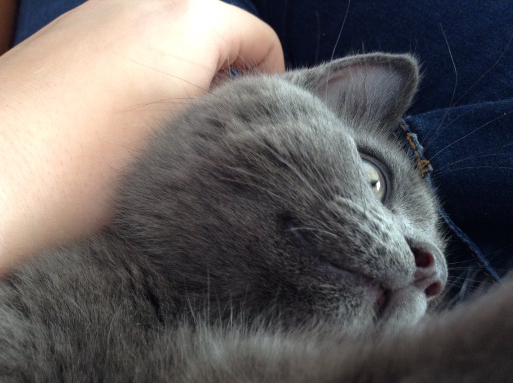 Simba_TheCat011's tweet photo. #Trowback when he was so little and cute 😘 😭 https://t.co/X8YTjkA5b5