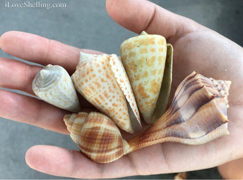 iLoveShelling's tweet photo. Just a few of the many treasures from today’s awessssssome iLoveShelling adventure with #SightSeaRcruises. #seashel… https://t.co/UI0dPTbd3f