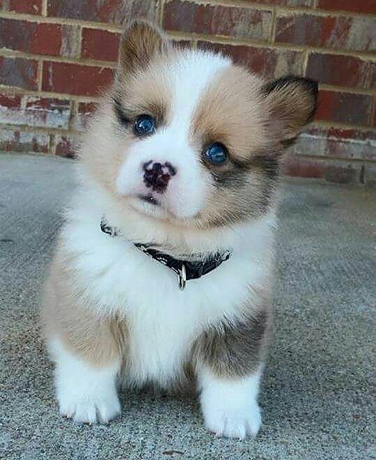 Celeb_Wax's tweet photo. Subscribe us 4 more! 
#follows #doggy #dogs #doglover #puppies #puppy #puppylove #cutepuppy #cutepuppies https://t.co/fHZBqbhPdt