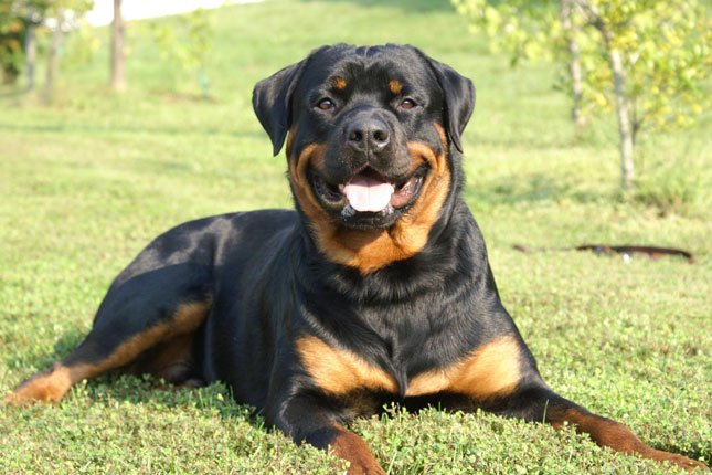 RottieFanClub's tweet photo. The best and most loyal breed in the world. Rottweilers! https://t.co/LA3bdyjlkG