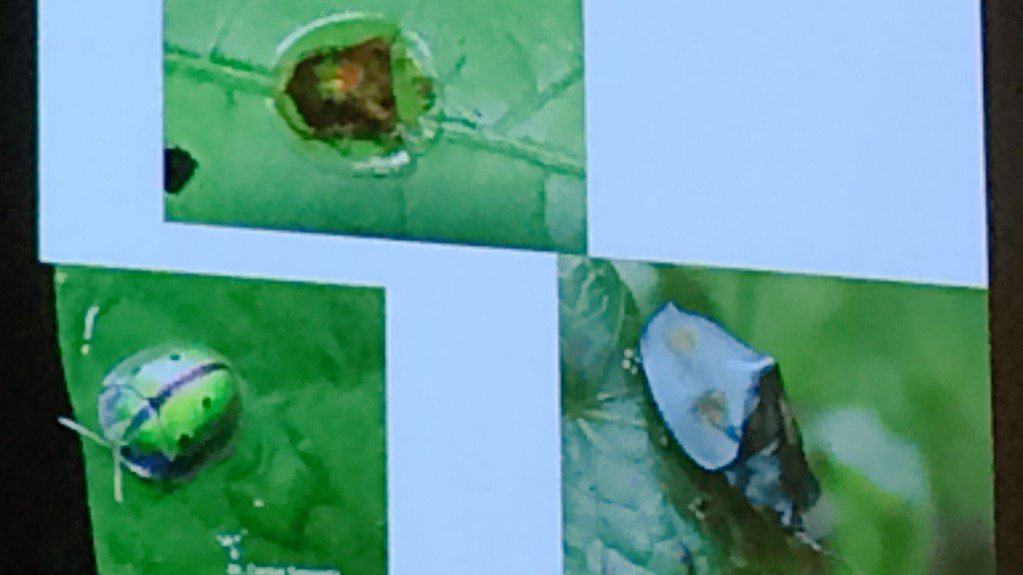 kelly_nail's tweet photo. Say what?! Did you know that some species of beetles use their feces as a defensive shield? #LinnaeanGames #entsoc15 https://t.co/nQqNVtzDfe