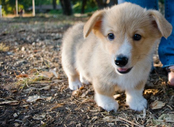 Animales Monos tweet media