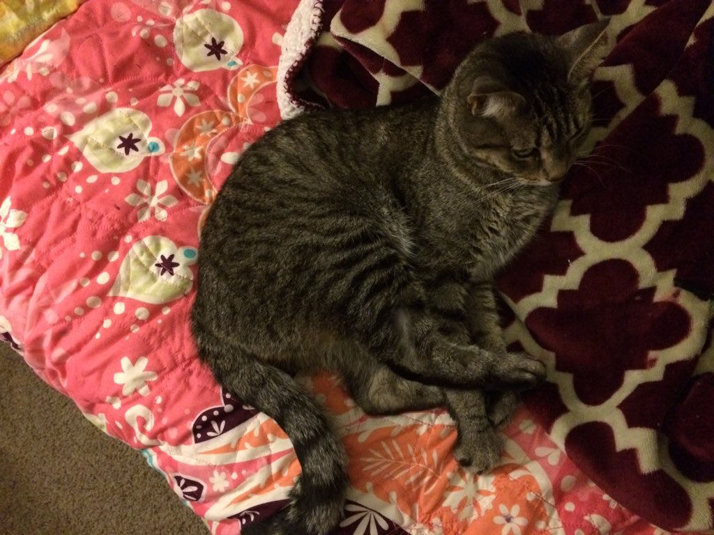 pynamus's tweet photo. The cleaning lady came today... tired from following her around all day.  She only cleans, I watch her to be sure. https://t.co/FU5Wluzfcm