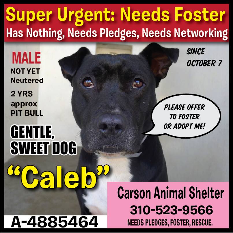 carsonfosters's tweet photo. CALEB CODE RED! PL Foster! https://t.co/eGEJsIflpS … Pl Rt @happydoghome @PepperTheDog @ZoraidaPalacios @jkaccinni https://t.co/YoB03KN5ac