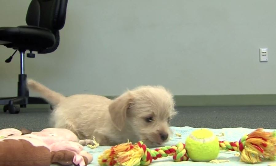 10TV's tweet image. Dog Born Without Front Two Legs Get Sled Made With 3D Printing bit.ly/210AASm #10TV