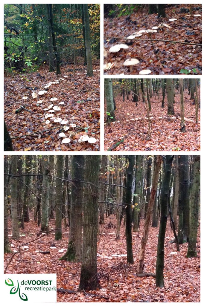 Het <a href="/voorsterbos/">Waterloopbos</a> zit vol verrassingen! <a href="/NOPnunl/">NOP nieuws, NOPnu.nl</a> <a href="/NetlPark/">Netl de Wildste Tuin</a> <a href="/HotelvanSaaze/">H.C.R. Van Saaze</a> <a href="/VinkFruit/">Vink Fruitboerderij</a> <a href="/partydevoorst/">restaurantdevoorst</a> <a href="/MarantRecreatie/">Amado Zorg</a>