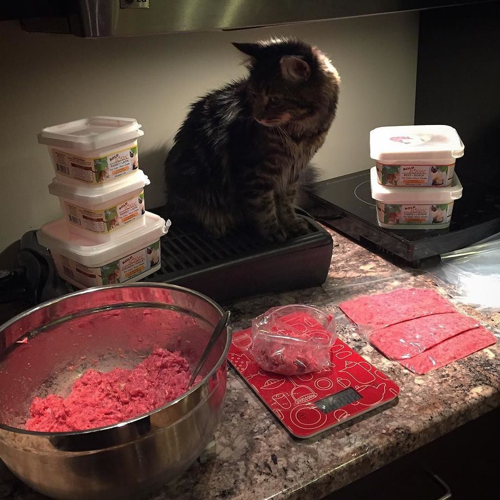 Catstagram's tweet photo. #catstagram #ねこ by maverickthetabbycat https://t.co/mhtnd38RMm Helping mom prep my raw food! #rawcat #rawcats #raw… https://t.co/RSLd4LmORi