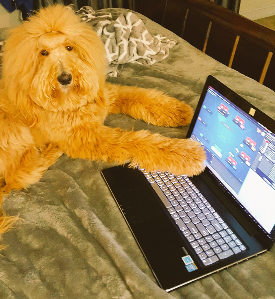 footlicka's tweet photo. Come on @Jorie_P &amp; @MDamiani_ I got this @BovadaPoker  #LFG #pupproblems #rufflife https://t.co/l8AWf9ErpQ