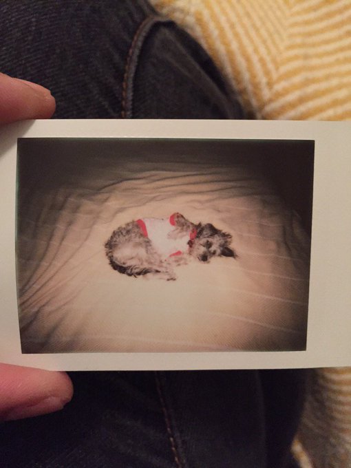 Caught a sleepy bear https://t.co/5gjFIPcwJC<a href="/tag/mvsales"class="tags"><span>#mvsales</span></a>