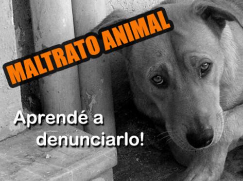 Animales Monos tweet media