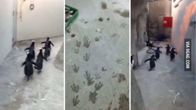 9GAG's tweet photo. A group of penguins broke out of a zoo enclosure in Denmark. Smile and wave boys! 😍
https://t.co/vTxswtjetV https://t.co/YAgBGtL5kd