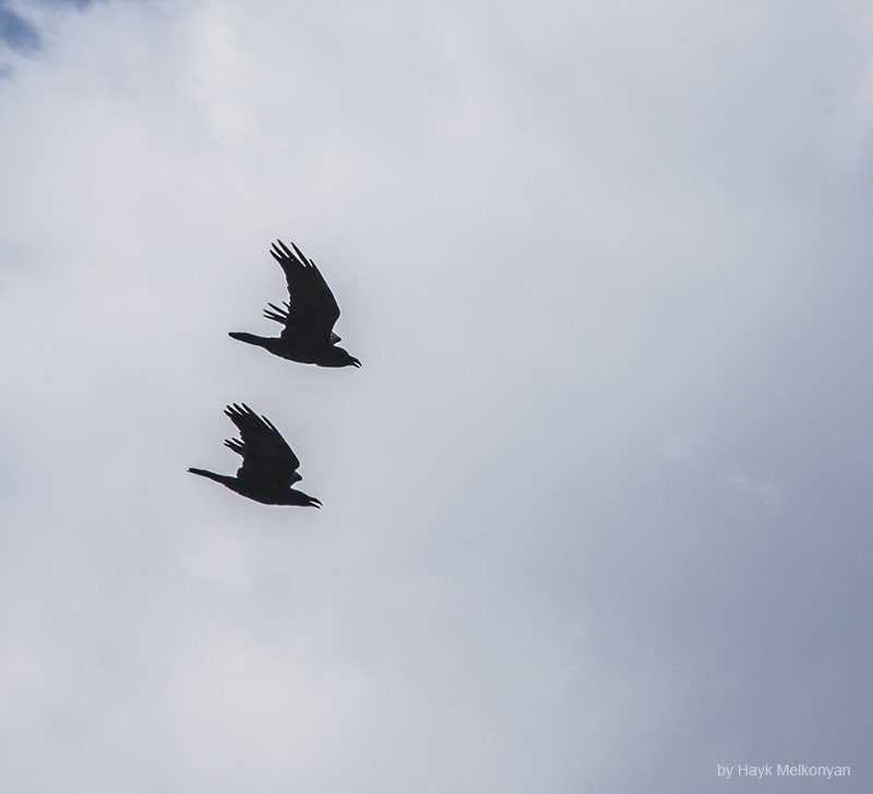 Ajdahag's tweet photo. Дуэт.

#Armenia #Nature #birds #wildlife https://t.co/LtsCBo0Yud
